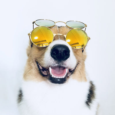 Cool Dog Doggie Glasses
