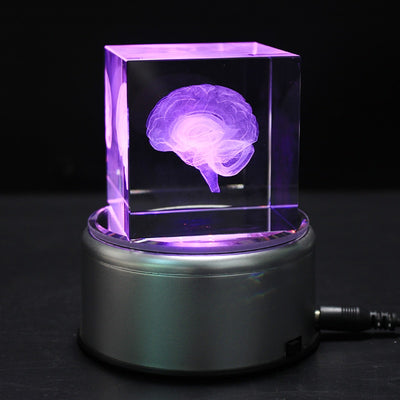 3D Brain Scan Paper Weight
