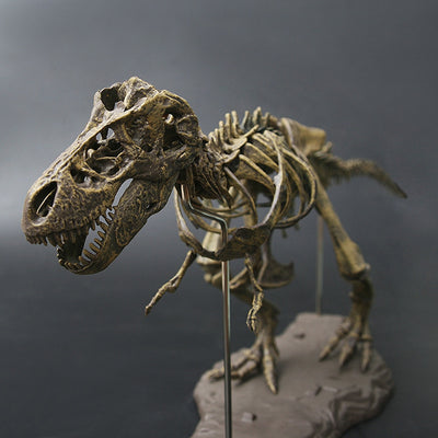 T-rex Fossil Skeleton Model