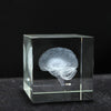 3D Brain Scan Paper Weight